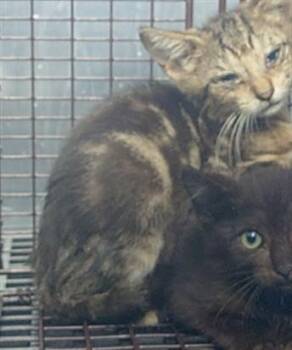 A2477520 -  Domestic Short Hair Cat for Adoption in Fort Lauderdale, Florida - A2477520 | PetCurious
