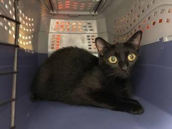 Jetski Johnson -  Domestic Short Hair Cat for Adoption in Kansas City, Missouri - Jetski Johnson | PetCurious