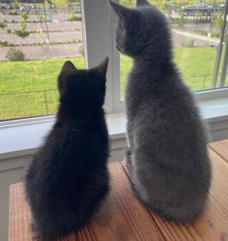 Domestic Short Hair Cats Available for Adoption in Vancouver, Washington - Tupman | PetCurious