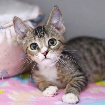 Carmello -  Domestic Short Hair Cat for Adoption in Atlanta, Georgia - Carmello | PetCurious
