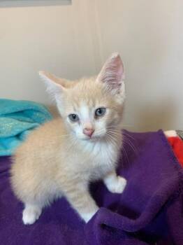 Logan 8wks -  Domestic Medium Hair Cat for Adoption in London, Ontario - Logan 8wks | PetCurious