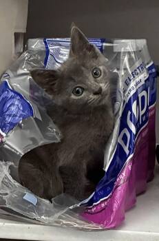 Delilah -  Domestic Short Hair Cat for Adoption in Cuyahoga Falls, Ohio - Delilah | PetCurious