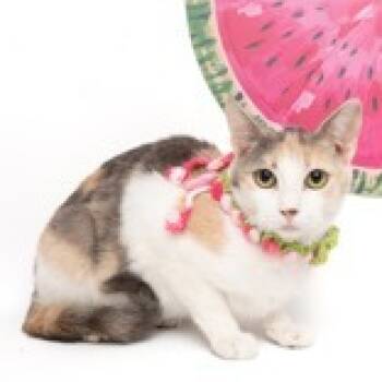 Rescue Domestic Short Hair Cats for Adoption in Kanab, Utah - Julieta | PetCurious