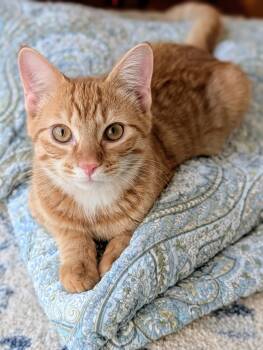 Rescue Domestic Short Hair Cats for Adoption in Louisa, Virginia - Ricky | PetCurious