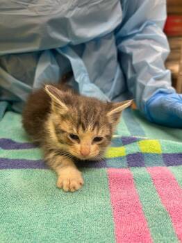 Cassiphone -  Domestic Short Hair Cat for Adoption in Raleigh, North Carolina - Cassiphone | PetCurious