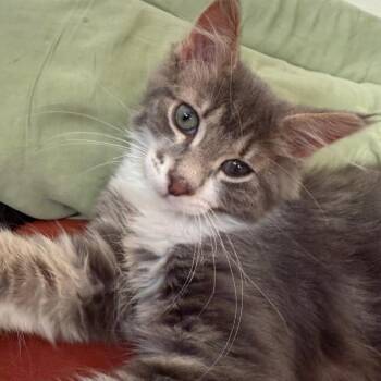 Chewpawcca -  Domestic Medium Hair Cat for Adoption in Spokane, Washington - Chewpawcca | PetCurious