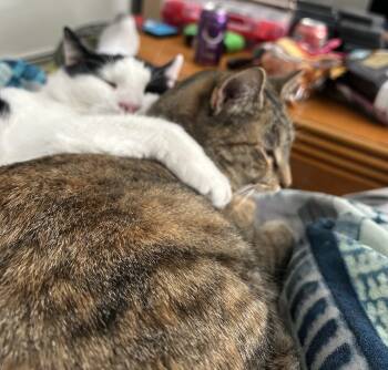 Rescue Domestic Short Hair Cats for Adoption in Philadelphia, Pennsylvania - Francesca | PetCurious