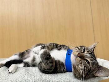 Domestic Short Hair Cats Available for Adoption - STAR KID | PetCurious