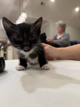 Carmen Lopez (Available for pre-adoption) -  Domestic Short Hair Cat for Adoption in Camden, South Carolina - Carmen Lopez (Available For Pre-adoption) | PetCurious