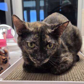 Juniper aka juni -  Domestic Short Hair Cat Available for Adoption in Camden, Delaware - Juniper Aka Juni | PetCurious