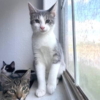 Lucero (FeLV positive) -  Domestic Short Hair Cat for Adoption in Houston, Texas - Lucero (FeLV Positive) | PetCurious