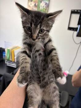 Domestic Short Hair Cats Available for Adoption in Sugar Land, Texas - BJORN | PetCurious