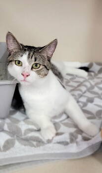 Rescue Domestic Short Hair Cats for Adoption - Mr. Chi | PetCurious