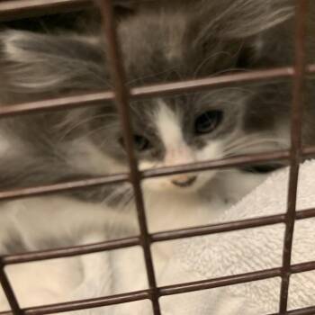 Joni -  Domestic Short Hair Cat for Adoption in Pasadena, California - Joni | PetCurious