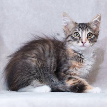 Tory -  Domestic Medium Hair Cat for Adoption in Sunnyvale, California - Tory | PetCurious