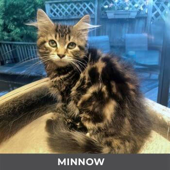 Minnow -  Domestic Medium Hair Cat for Adoption in Toronto, Ontario - Minnow | PetCurious