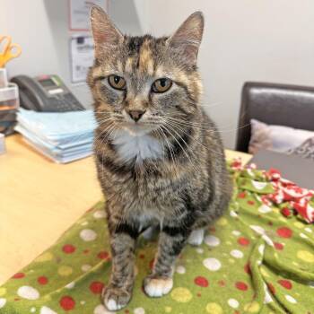 Domestic Short Hair Cats Available for Adoption in Hailey, Idaho - Mama Mia | PetCurious