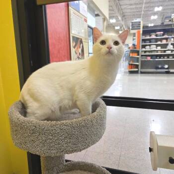 Harmony -  Domestic Short Hair Cat for Adoption in Fort Worth, Texas - Harmony | PetCurious