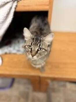 Noodle -  Domestic Long Hair Cat for Adoption in Mineral Point, Wisconsin - Noodle | PetCurious