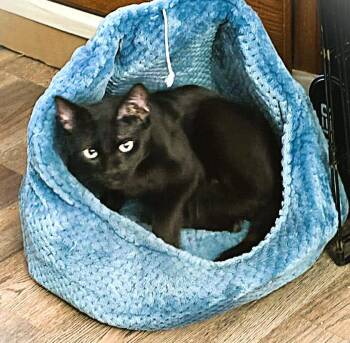 Domestic Short Hair Cats Available for Adoption - Ashby | PetCurious