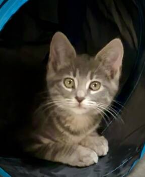Domestic Short Hair Cats Available for Adoption in Muskego, Wisconsin - Violet- Playful Kitten Fun | PetCurious