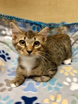Adrianna -  Domestic Long Hair Cat for Adoption in Panama City, Florida - Adrianna | PetCurious