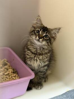 Harper -  Domestic Long Hair Cat for Adoption in Elberton, Georgia - Harper | PetCurious