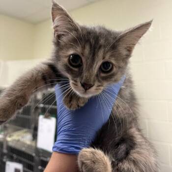 Shannon -  Domestic Short Hair Cat Available for Adoption in Charlottesville, Virginia - Shannon | PetCurious