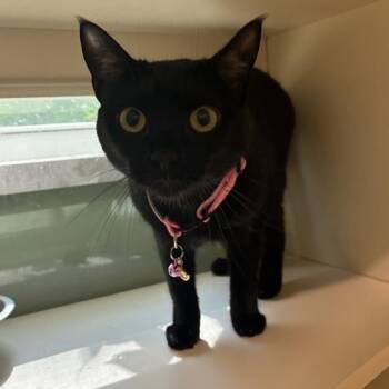 Amalya -  Domestic Short Hair Cat for Adoption in Prince Frederick, Maryland - Amalya | PetCurious
