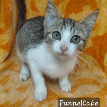 FunnelCake -  Domestic Short Hair Cat for Adoption in New Tazewell, Tennessee - FunnelCake | PetCurious