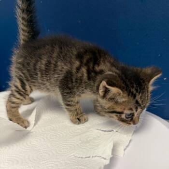 Domestic Short Hair Cats Available for Adoption in Philadelphia, Pennsylvania - Pots | PetCurious