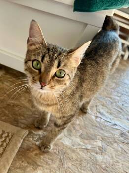 Rescue Domestic Short Hair Cats for Adoption in Portland, Indiana - Tabby Momma | PetCurious