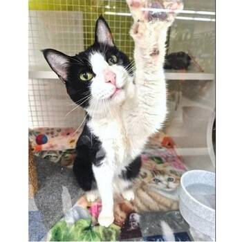 Rescue Domestic Short Hair Cats for Adoption in Millcreek, Utah - Oreo | PetCurious