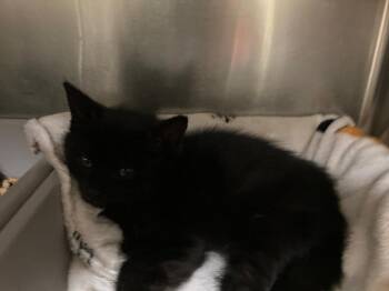 Page -  Domestic Short Hair Cat for Adoption in Meriden, Connecticut - Page | PetCurious