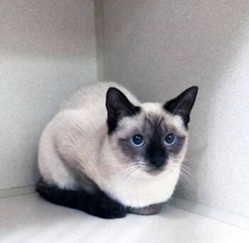 MINI -  Siamese Cat Available for Adoption in San Clemente, California - MINI | PetCurious