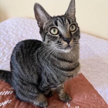 Ramona -  Domestic Short Hair Cat for Adoption in Los Angeles, California - Ramona | PetCurious