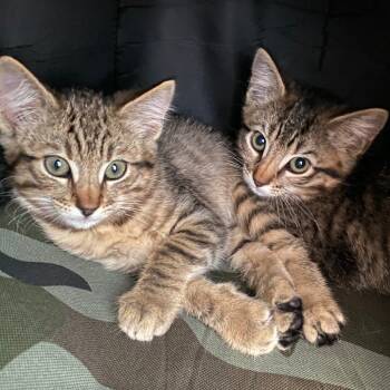 Rescue Domestic Short Hair Cats for Adoption in Los Angeles, California - Genovia | PetCurious