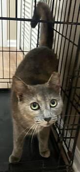 Domestic Short Hair Cats Available for Adoption - Snickers | PetCurious