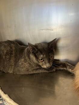 Lolly A061367 -  Domestic Short Hair Cat for Adoption in San Andreas, California - Lolly A061367 | PetCurious