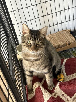 Rescue Domestic Short Hair Cats for Adoption in Sistersville, West Virginia - Shady | PetCurious