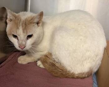 Zalyus -  Domestic Short Hair Cat for Adoption in West Chester, Pennsylvania - Zalyus | PetCurious