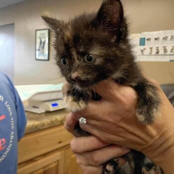 Domestic Short Hair Cats Available for Adoption - Eva (in Chestertown, MD) | PetCurious