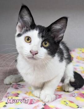 Marvin -  Domestic Short Hair Cat for Adoption in Mason, Michigan - Marvin | PetCurious