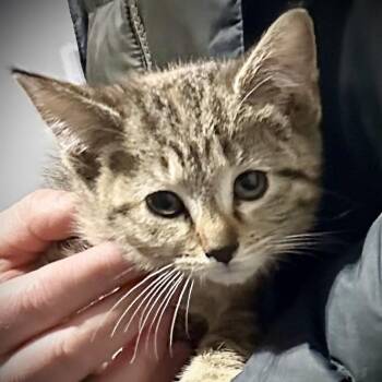 Domestic Short Hair Cats Available for Adoption - Jesse | PetCurious