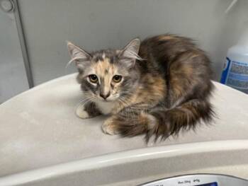 TINY DIAMOND -  Domestic Medium Hair Cat for Adoption in Antioch, California - TINY DIAMOND | PetCurious