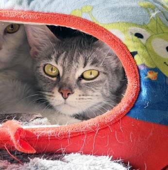 Tabby Cats Available for Adoption - COOOOKIE CRISP - ADOPT ME FOR $14 THIS MONTH! | PetCurious