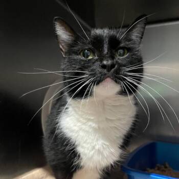 Penne -  Domestic Short Hair Cat for Adoption in Cumming, Georgia - Penne | PetCurious