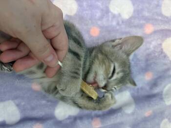 Mingle -  Domestic Short Hair Cat for Adoption in Tucson, Arizona - Mingle | PetCurious