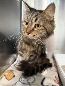 Lexi (L549 Mom 2)Lexi -  Domestic Short Hair Cat for Adoption in Pahrump, Nevada - Lexi (L549 Mom 2)Lexi | PetCurious