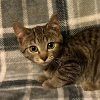 Mabel -  Domestic Short Hair Cat for Adoption in Parkersburg, West Virginia - Mabel | PetCurious